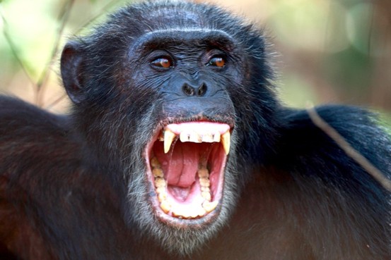 APES2