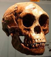 APES23